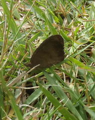 Cassionympha cassius