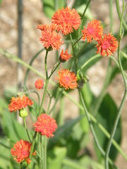 Emilia coccinea