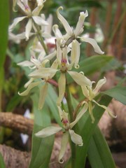 Prosthechea glumacea