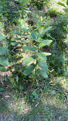 Asclepias syriaca