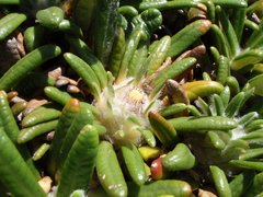 Oldenburgia paradoxa