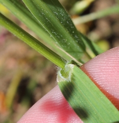 Bromus pectinatus