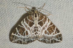 Eustroma reticulata