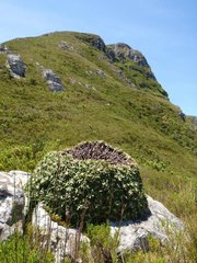 Oldenburgia paradoxa