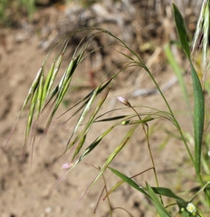 Bromus pectinatus