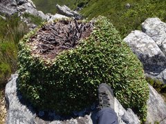 Oldenburgia paradoxa