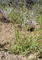 Bromus pectinatus