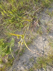 Cyperus schweinitzii