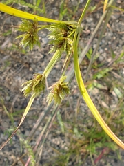 Cyperus schweinitzii