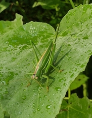 Hubbellia marginifera