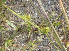 Cyperus schweinitzii