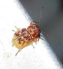 Pachybrachis turbidus