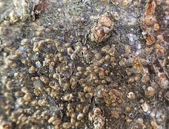 Quadraspidiotus perniciosus