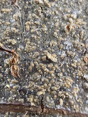 Quadraspidiotus perniciosus