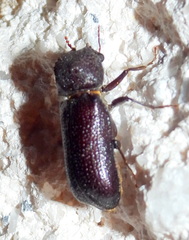 Xylobiops