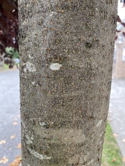 Quadraspidiotus perniciosus