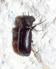 Xylobiops
