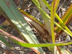 Cyperus schweinitzii