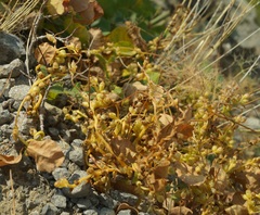 Cuscuta monogyna