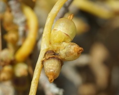 Cuscuta monogyna
