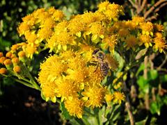 Senecio halimifolius