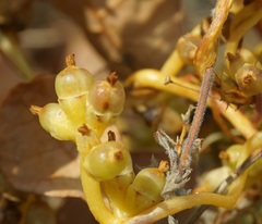 Cuscuta monogyna