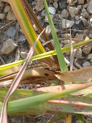 Cyperus schweinitzii