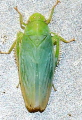 Gyponana angulata