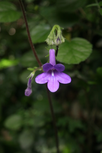 Streptocarpus molweniensis