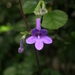 Streptocarpus molweniensis molweniensis - Photo (c) Paolo Candotti, some rights reserved (CC BY-NC), uploaded by Paolo Candotti