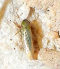 Limotettix