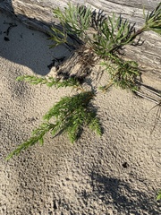 Corispermum americanum