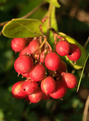 Gymnosporia markwardii