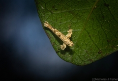 Caloptilia plagata
