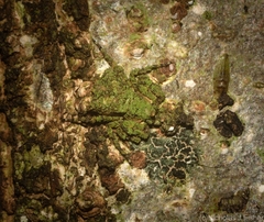 Stephanopis carcinoides