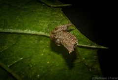 Arkys dilatatus