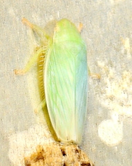 Gyponana angulata