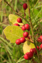 Gymnosporia markwardii
