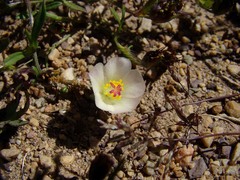 Portulaca perennis