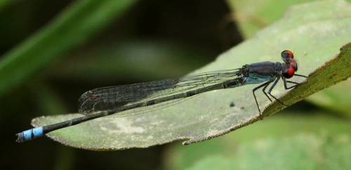 Cherry-eye Sprite