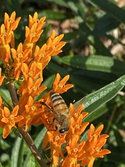 Apis mellifera