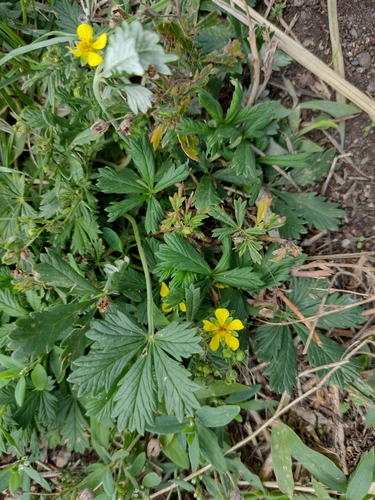 nátržník (Potentilla)