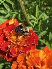 Bombus impatiens