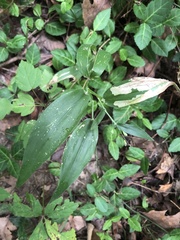 Dichanthelium boscii