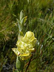 Thesium euphorbioides