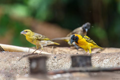 Ploceus cucullatus bohndorffi