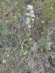 Erigeron acris droebachiensis