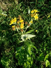 Jacobaea paludosa lanata