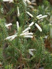 Erica thomae