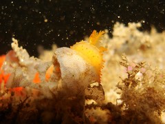 Crimora papillata